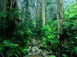 Webb Creek Tamalpais State Park California1