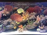 pasific ocean fish aquairum