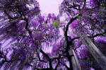 Ashikaga-flower-garden-japan