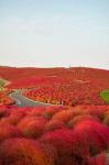 Kochia-japan