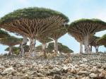Socotra island aman