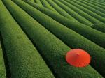 tea-garden-japan