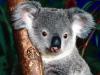 sidney Cuddly Koala
